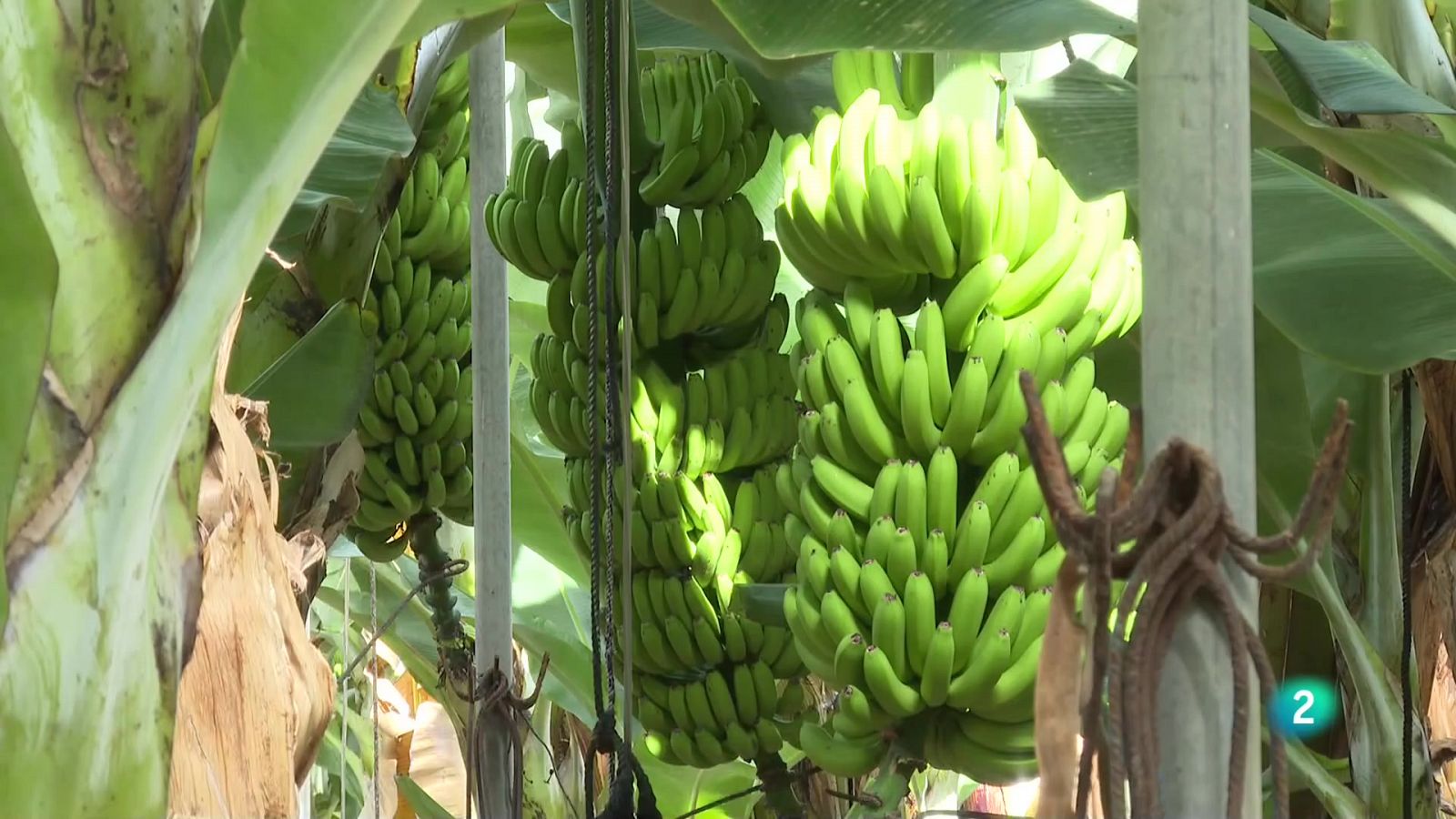 Telecanarias 2 - 16/11/2022