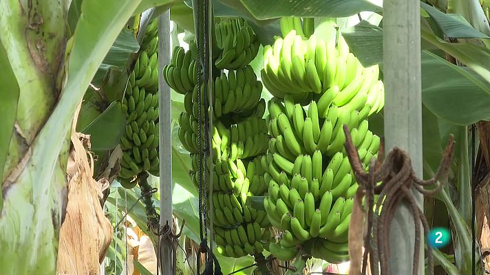 Telecanarias - Telecanarias 2 - 16/11/2022