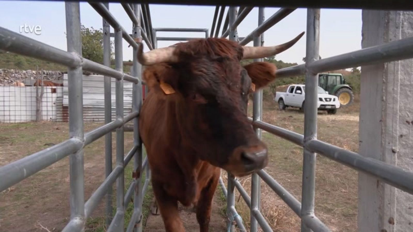 Aquí la Tierra - Cómo trabajan los veterinarios bovinos