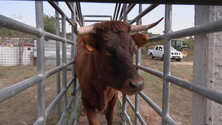 Aquí la Tierra - Cómo trabajan los veterinarios bovinos