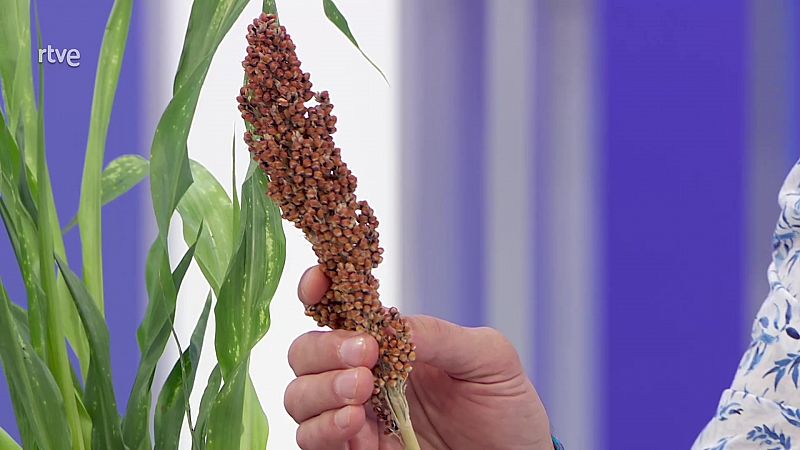 Aquí la Tierra - Sorgo, el cereal sin gluten y resistente al cambio climático