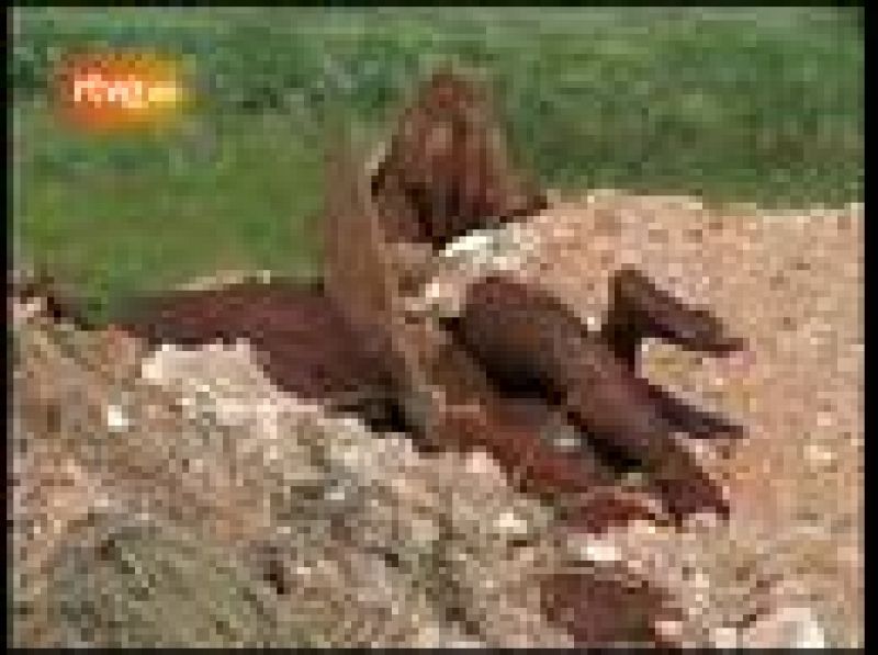 Los trabajadores trabajan a destajo en una ciudad al norte de Puerto Príncipe para llenar las fosas comunes donde entierran a 10.000 cadáveres al día.  