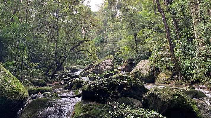 El bosque de los indris