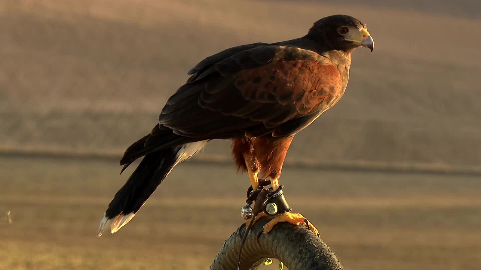 Jara y sedal - Por todo lo alto - ver ahora