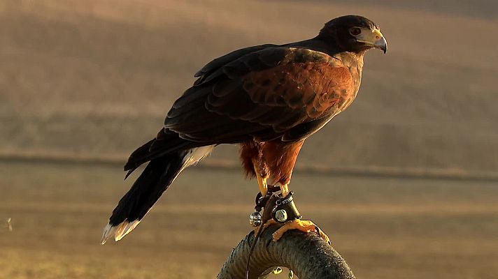 Jara y sedal - Por todo lo alto