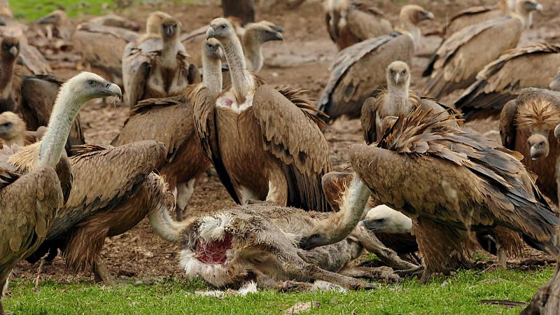 ¡Qué animal! - Recicladores - Ver ahora