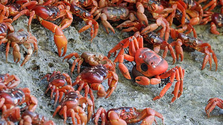 Espiando en la manada - Las islas