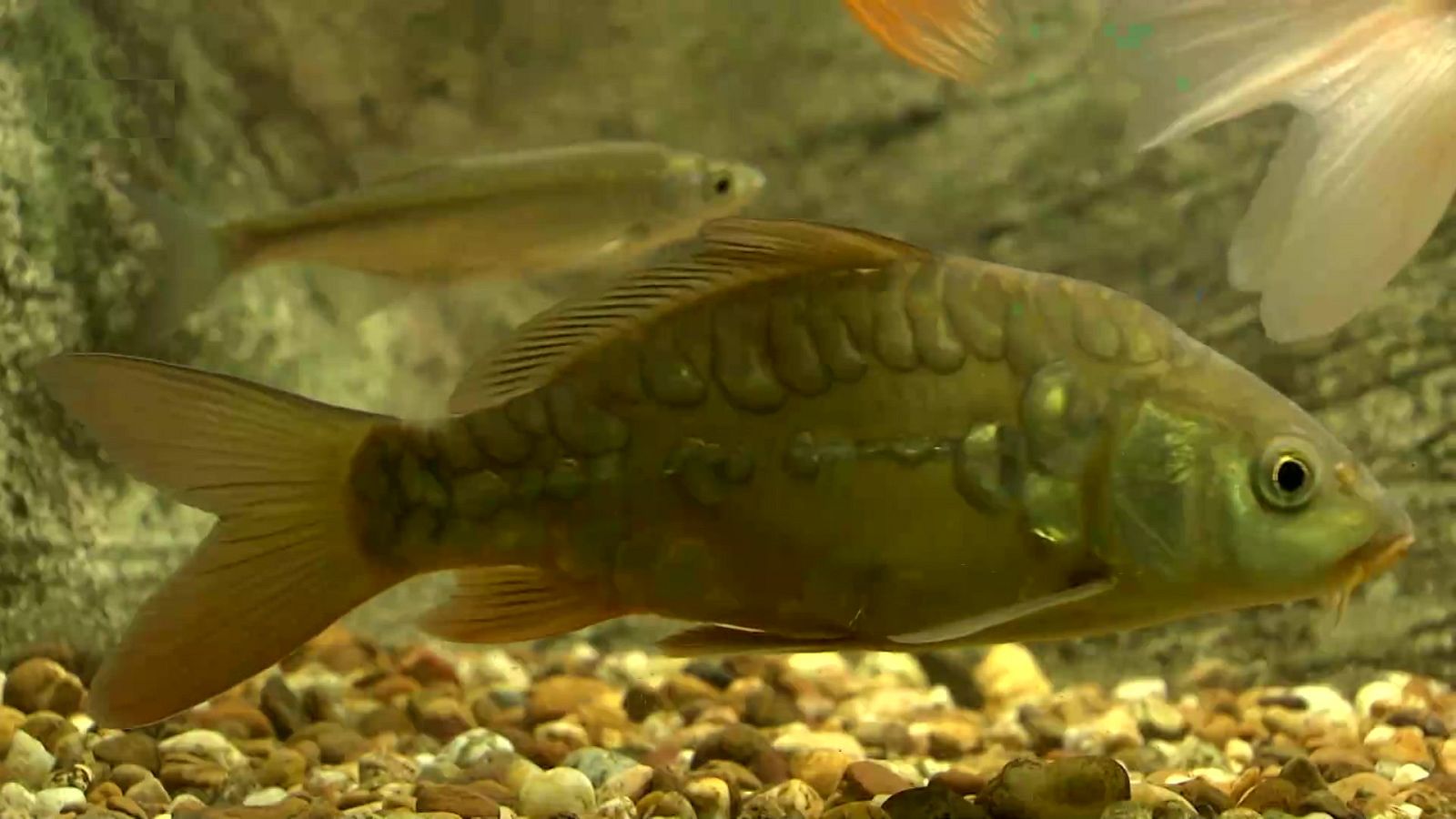 Jara y sedal - A carpa vista - ver ahora