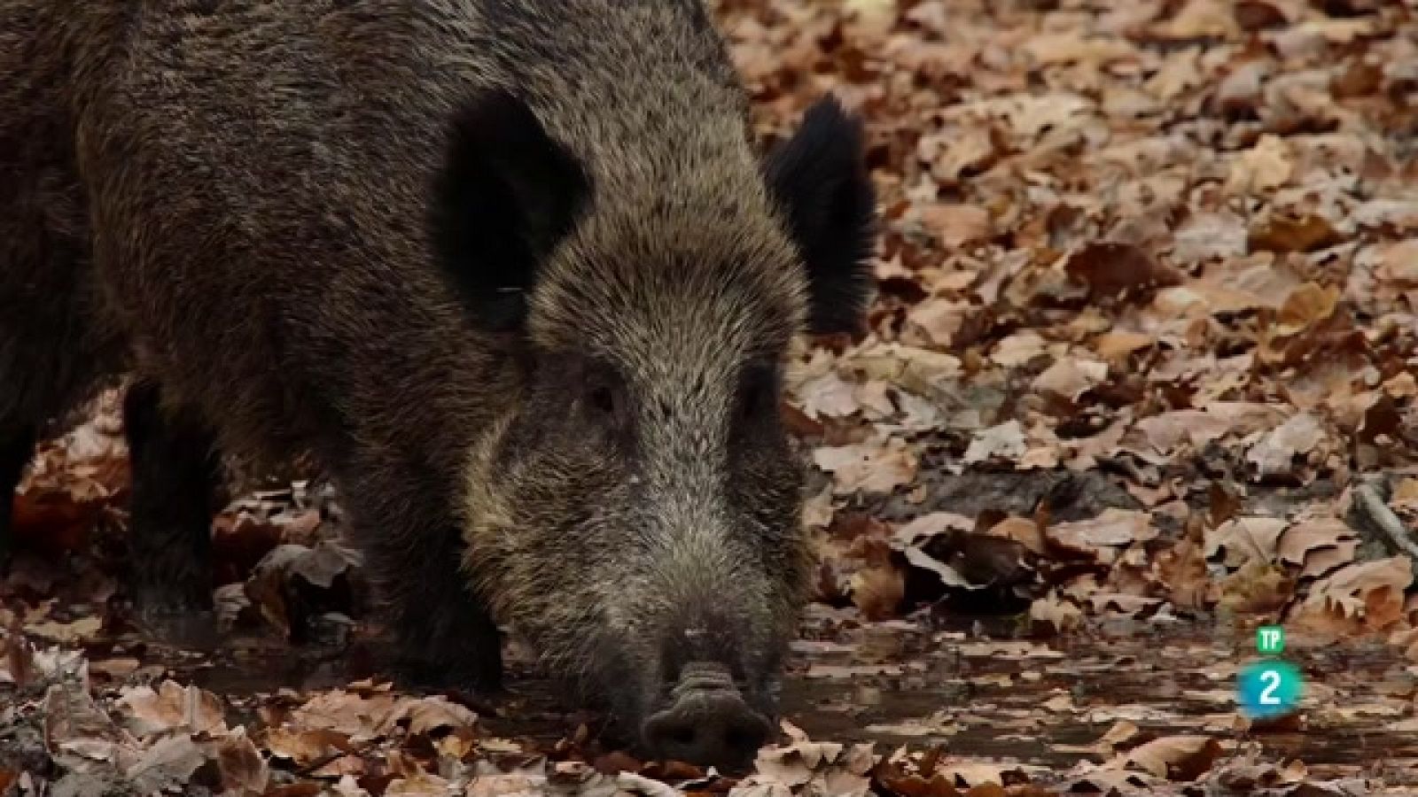Som documentals - Tardor. Un món de colors - Veure ara