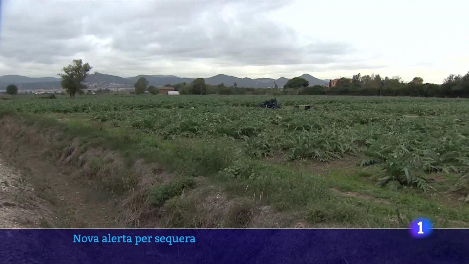 Els sectors més afectats per les restriccions d'aigua: indústria, ramaderia i agricultura