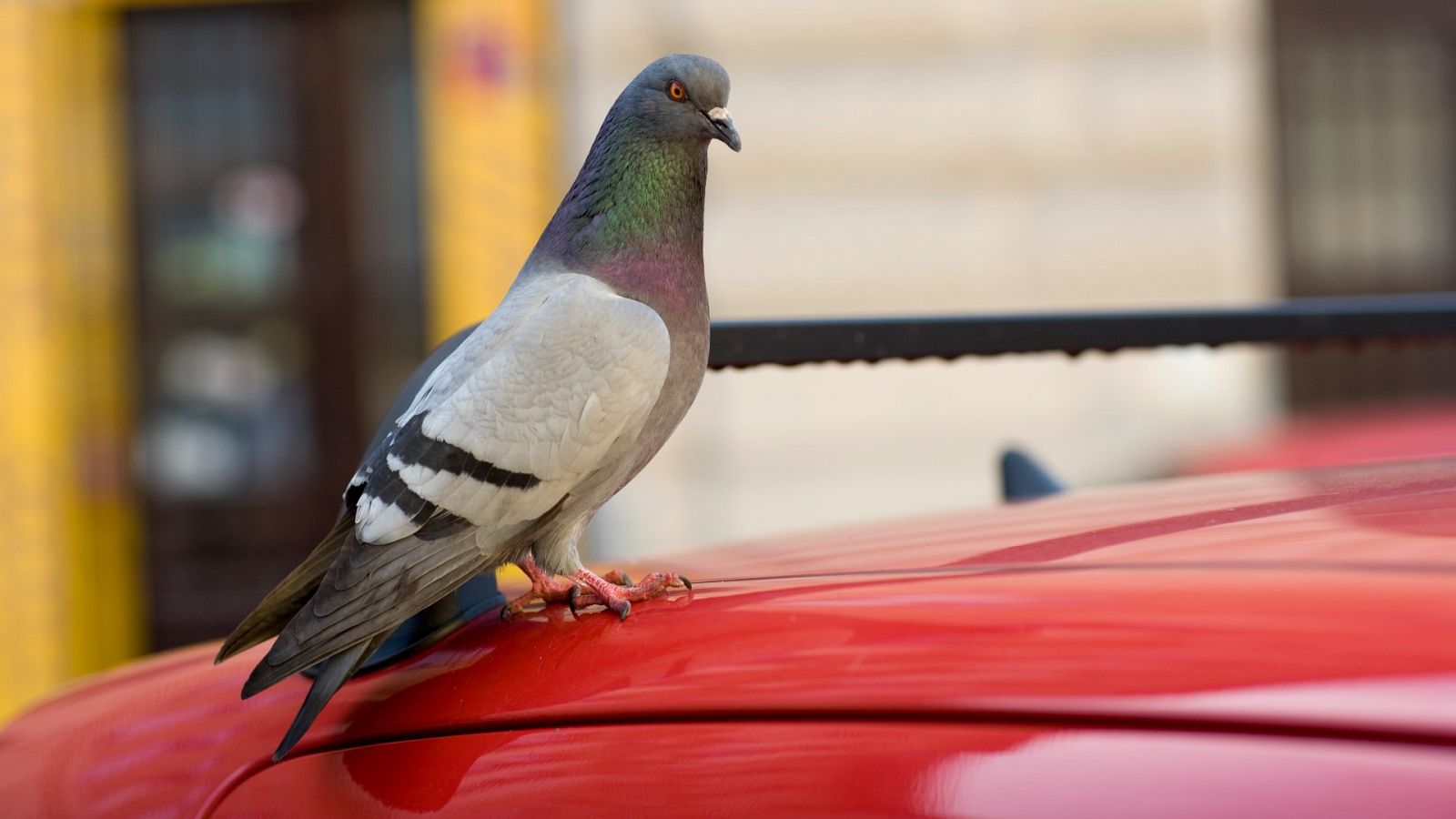 Paloma sobre coche rojo.