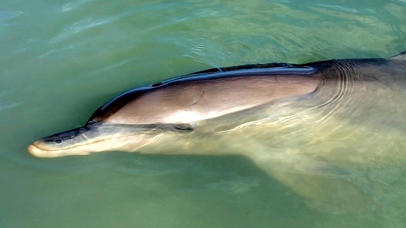 Delfín en el agua durmiendo