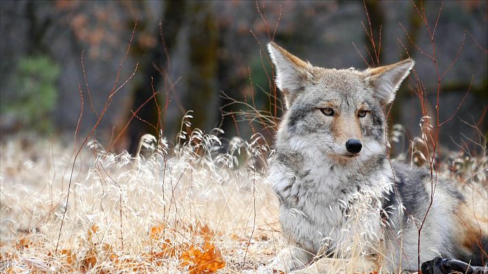 ¡Qué animal! - Camuflados
