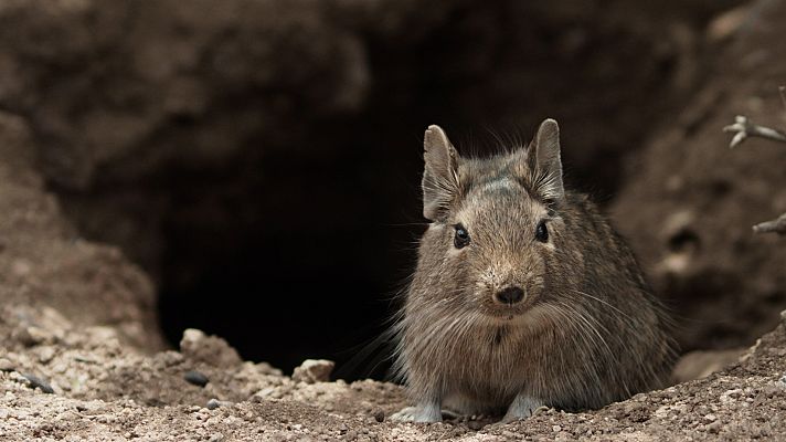 Ratas y ratones