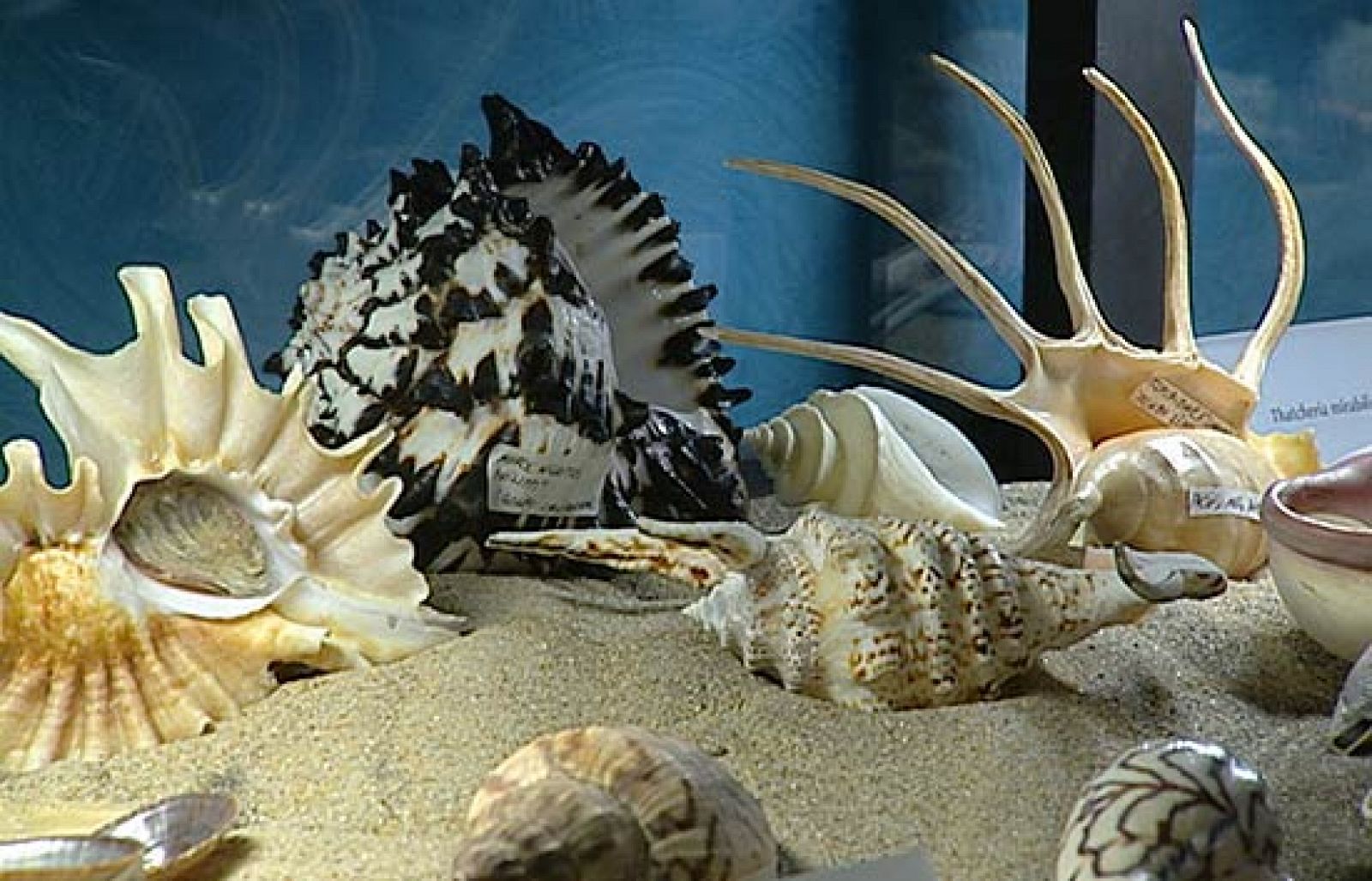 Pablo Neruda llegó a reunir más de 10.000 caracolas | Ver