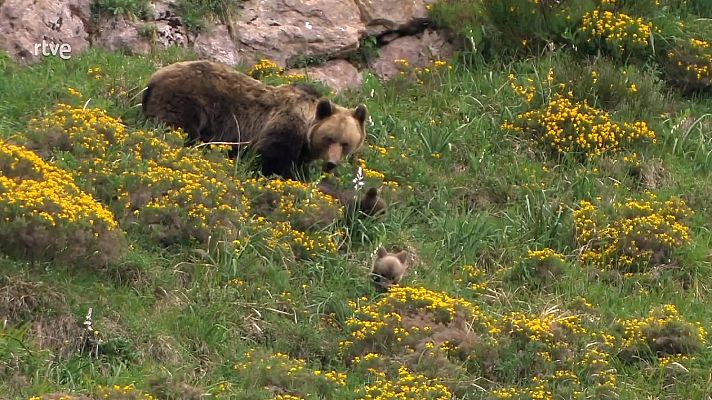 El oso pardo   