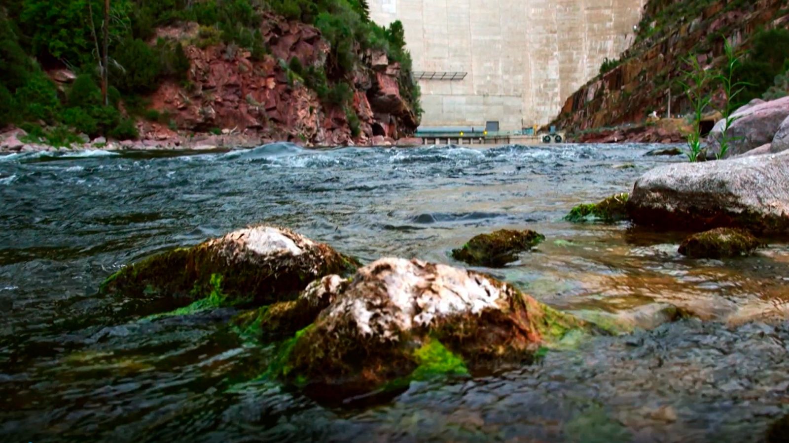 El escarabajo verde - Liberando ríos, avance