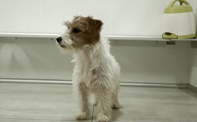 Hablando claro - Perros de alerta médica, una tranquilidad para personas con diabetes y epilepsia