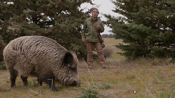 Cuaderno de campo - Jabalí