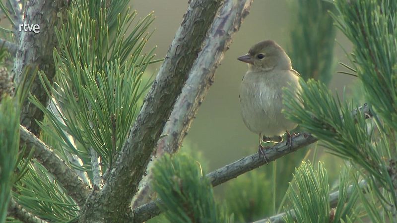 Va de Verd - Ocells als jardins - Veure ara