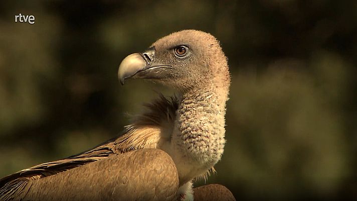 Jara y sedal - Las Hoces del Duratón