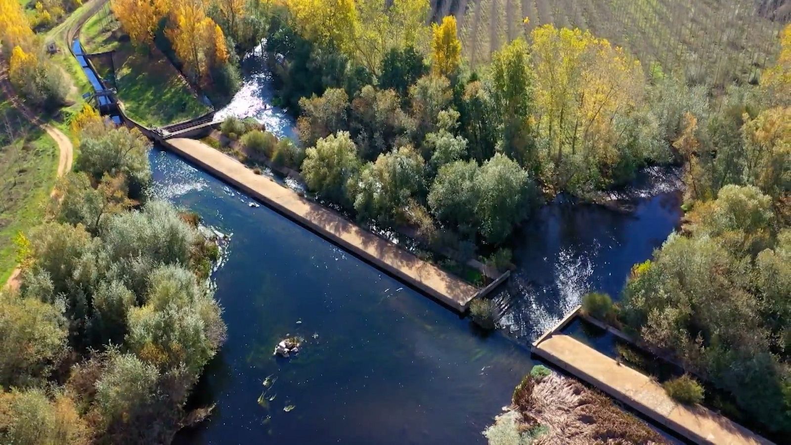 El escarabajo verde - Liberando ríos - ver ahora
