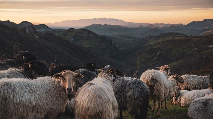 El reino de los pastores