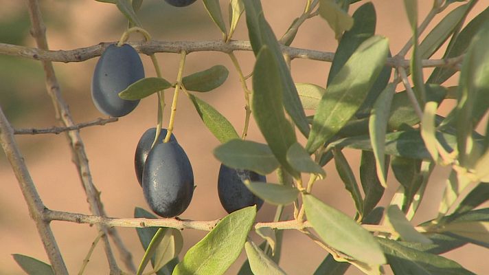 Agrosfera - Agrosfera - 03/12/22