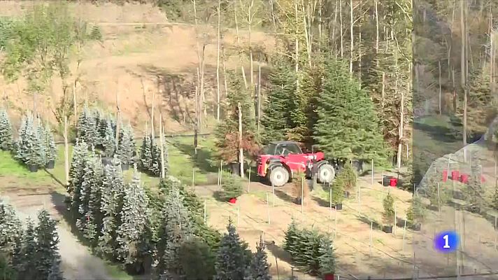 L'Informatiu - La demanda d'avets segueix a l'alça