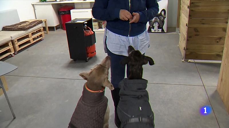 Quan els animals de companyia no són benvinguts