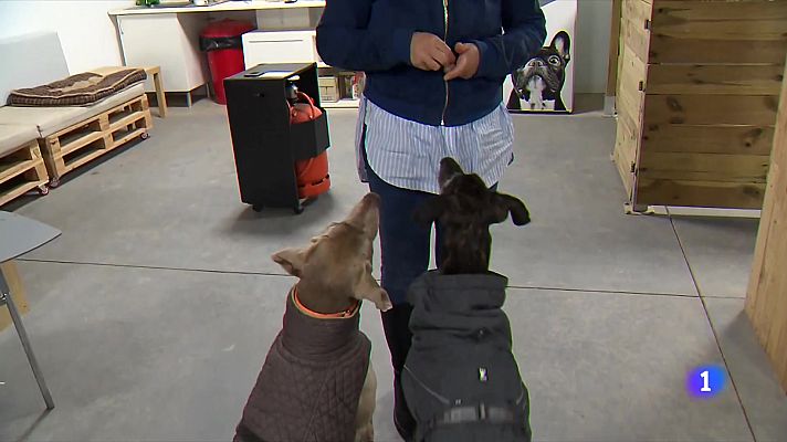 L'Informatiu - Quan els animals de companyia no són benvinguts