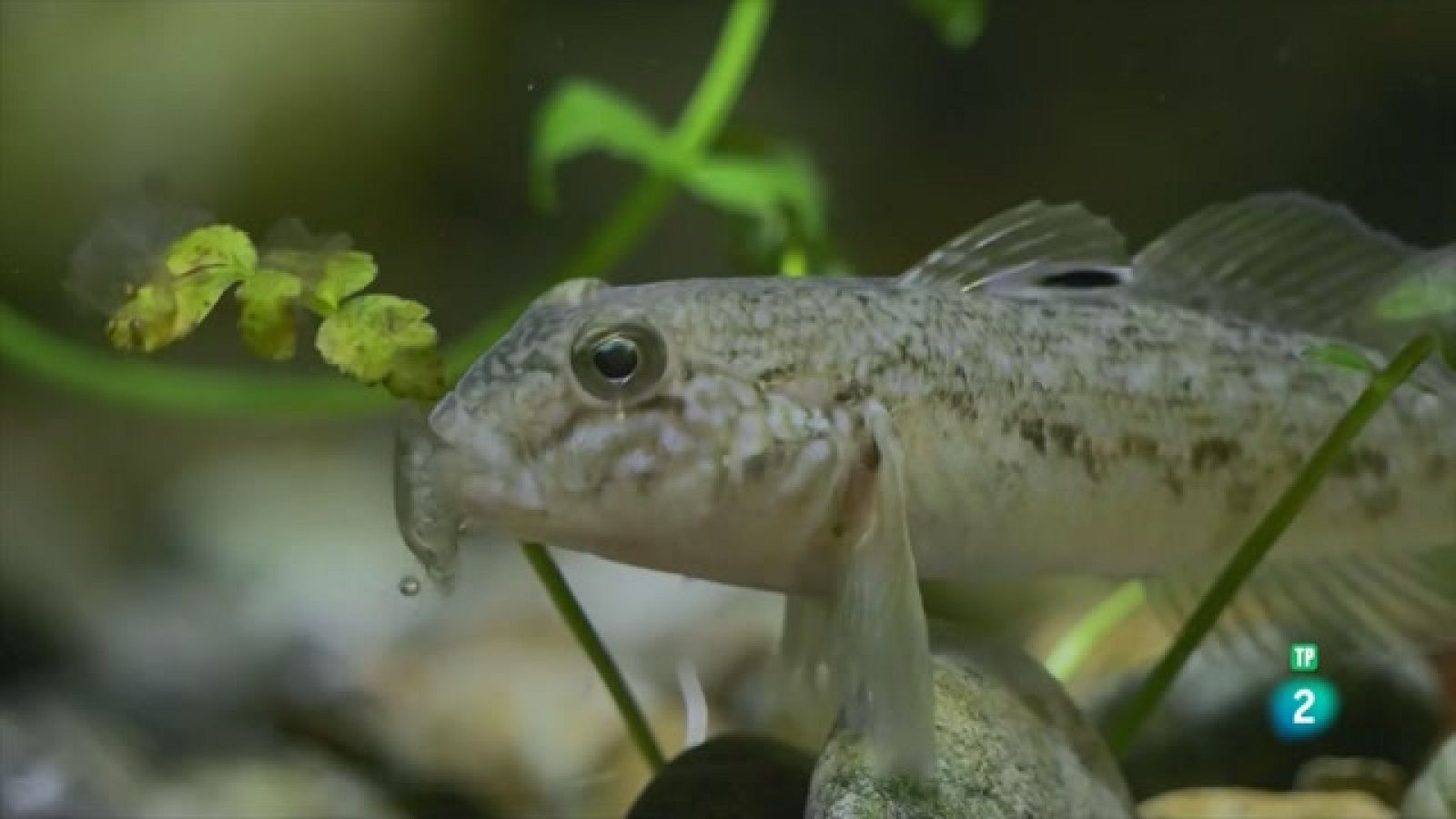 Som documentals - El riu invisible. Sota l'aigua entre la selva negra i els Vosges - Veure ara