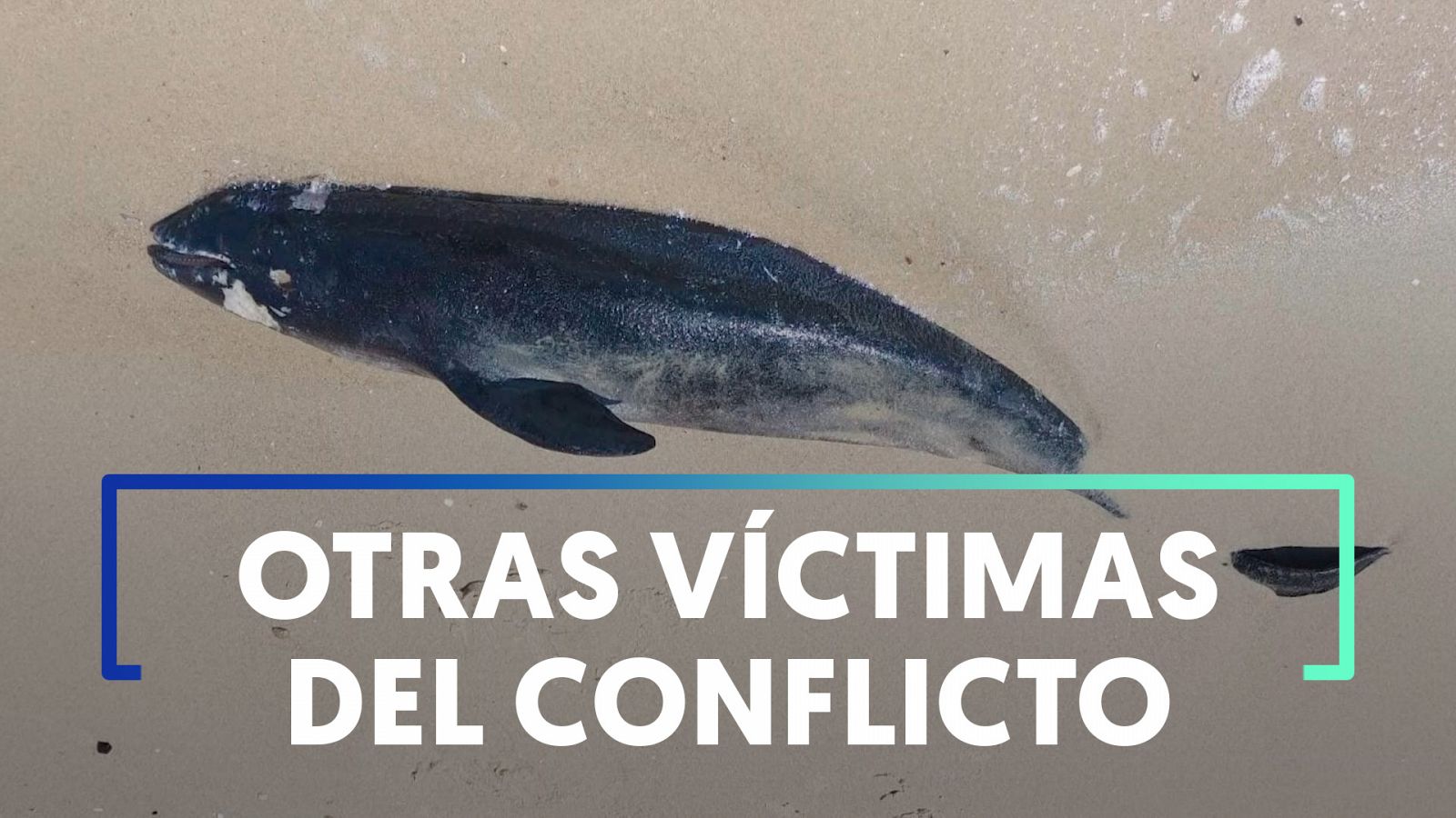 Guerra en Ucrania: al menos 50.000 delfines han muerto