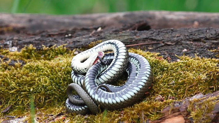¡Qué animal! - Depredados