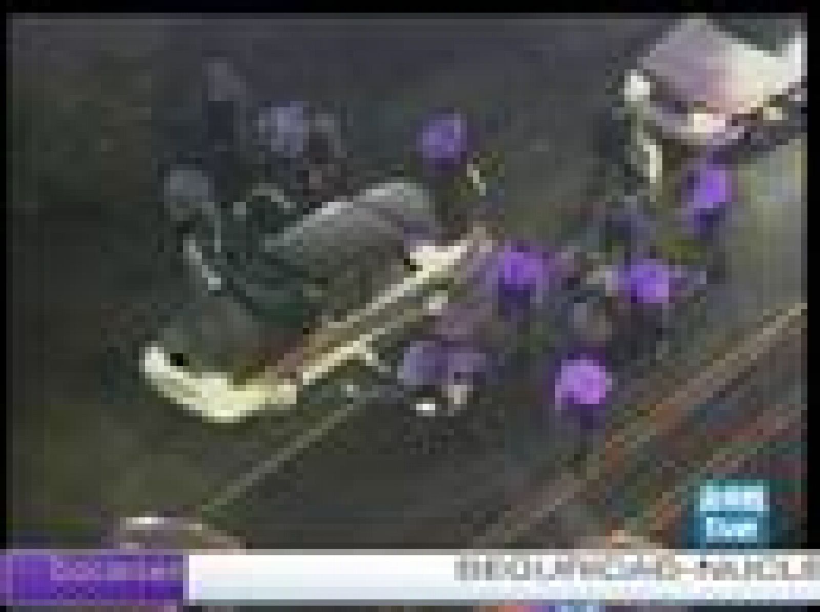 Una violenta detención en EE.UU. | Ver