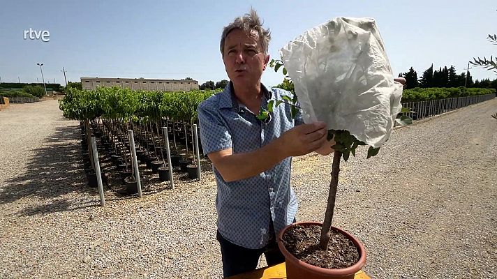 Va de verd - Un abric pel meu fruiter