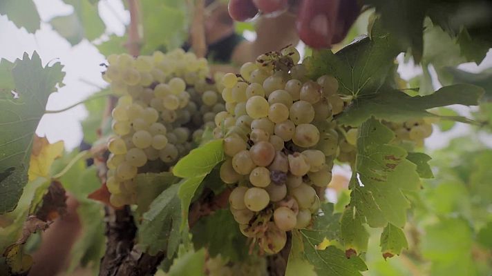 La verema de la garnatxa blanca a Terra Alta