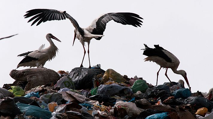 Cuaderno de campo - Cigüeñas