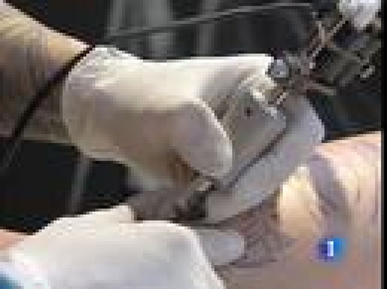 Se celebra en Zaragoza una convención internacional del tatuaje | Ver