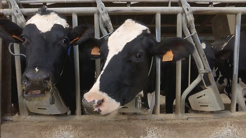 Crisis vacuno de leche - Ver ahora