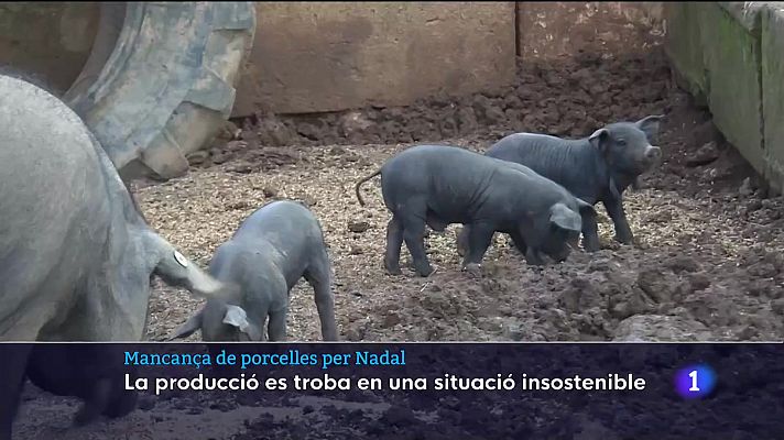 Informatiu Balear - Mancança de porcelles per Nadal