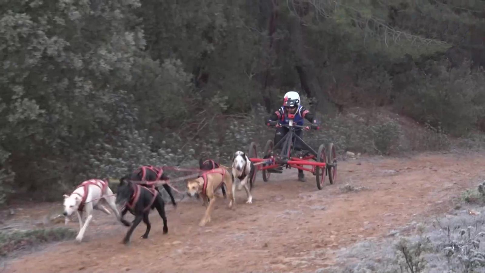 Mushing en tierra - Campeonato de España Olvega (Soria) - ver ahora