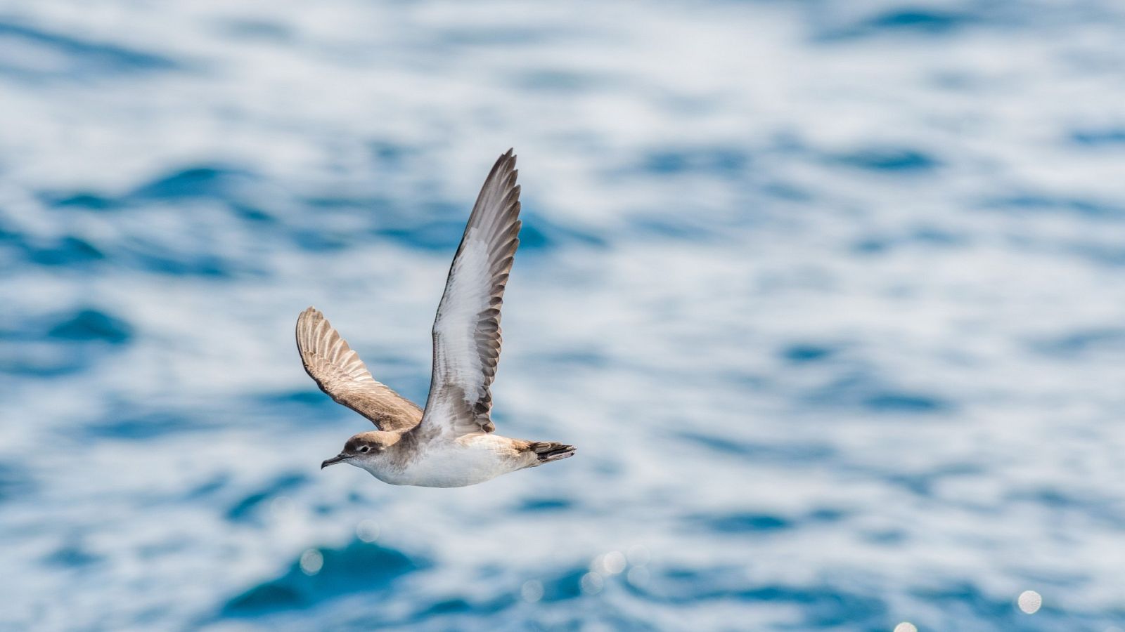 La pardela balear, en peligro de extinción