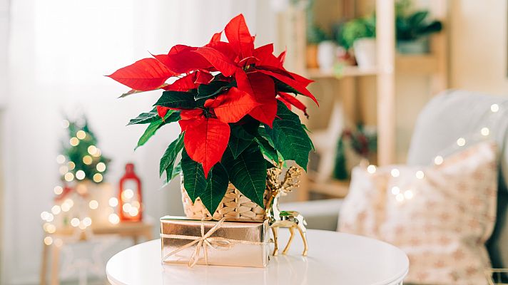 Llega la Navidad y con ella vuelve un año más la Flor de Pascua  