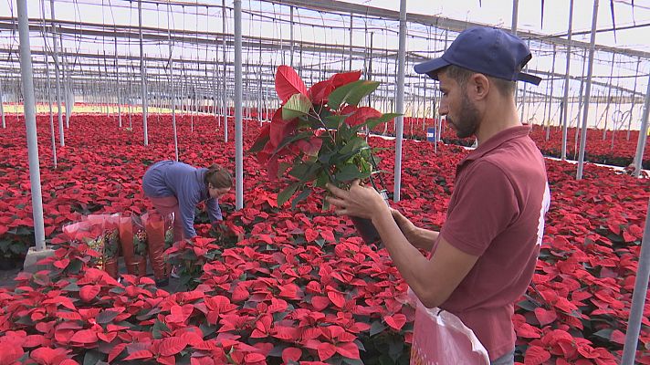 Almería pinta de rojo la Navidad