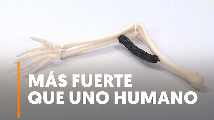 Modo Digital - Crean a 'Hércules', un músculo artificial a partir de grafeno y cristal líquido