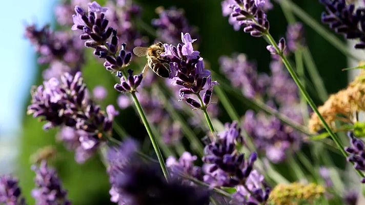 Órbita Laika - Intro 'Órbita Laika': Abejas