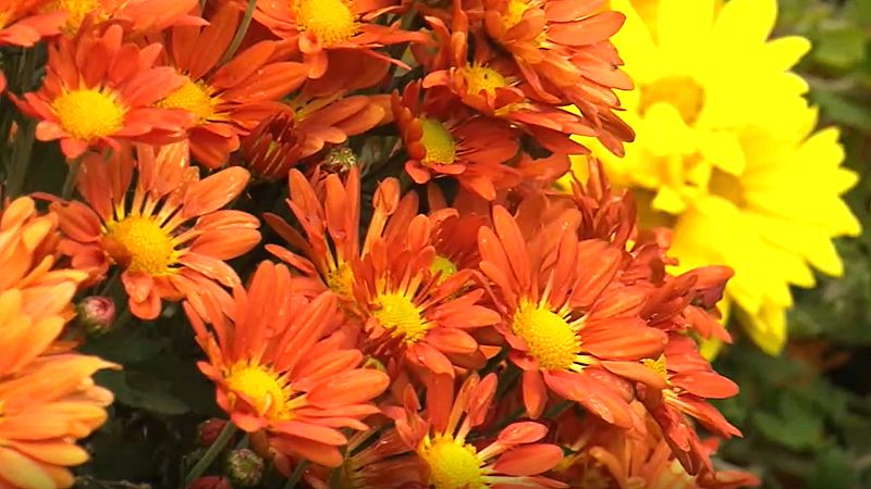 Aquí la Tierra - Cómo cultivar crisantemos 