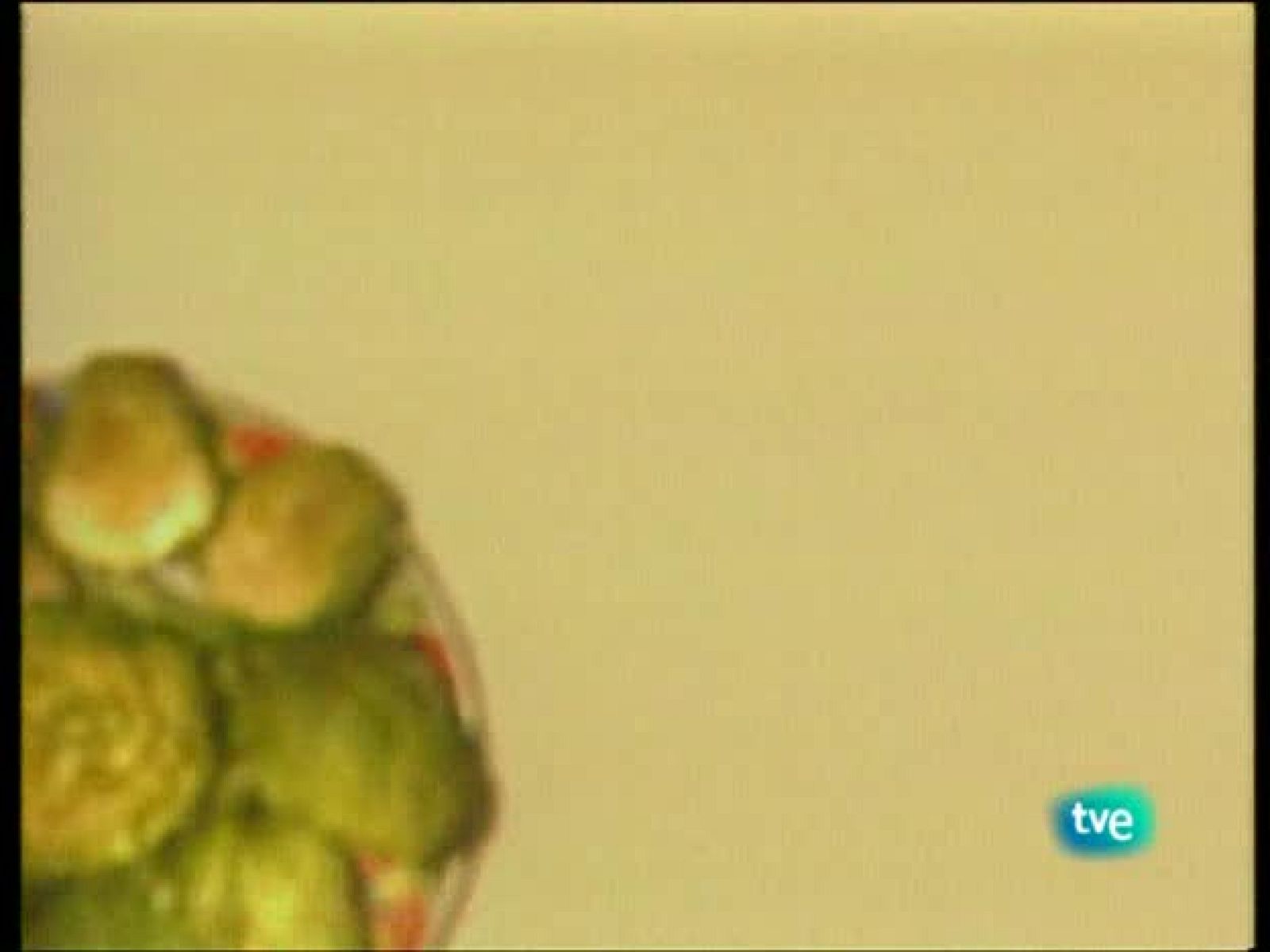 A pedir de boca - Espárragos de Navarra, alcachofas de Tudela y pimientos del Piquillo - A pedir de boca | Ver