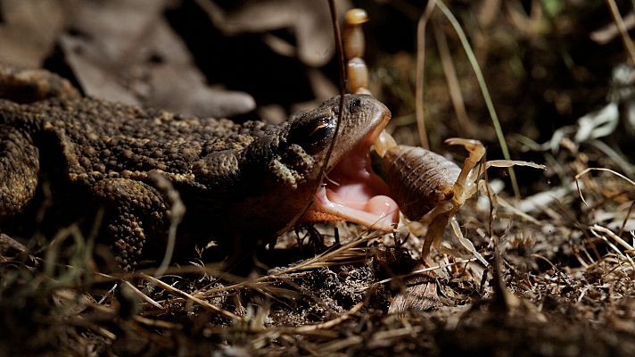 Cuaderno de campo - Sapos